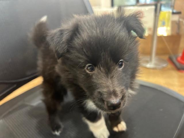 シェットランドシープドッグ