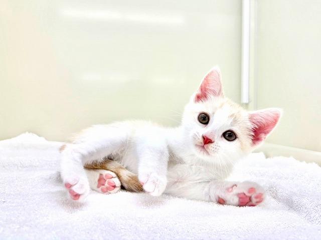 スコティッシュフォールド272