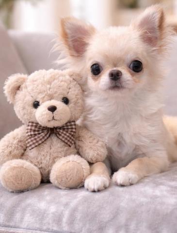 チワワ（ロングコート）