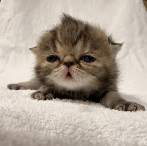 エキゾチックショートヘアー