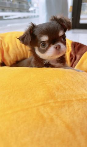 チワワ（ロングコート）