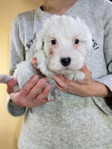 シーリハムテリア