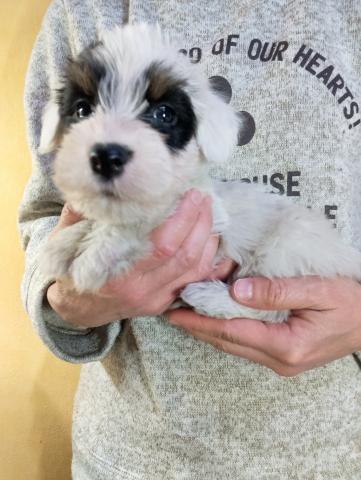 シーリハムテリア