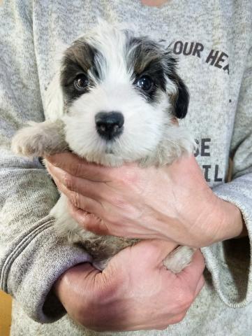 シーリハムテリア