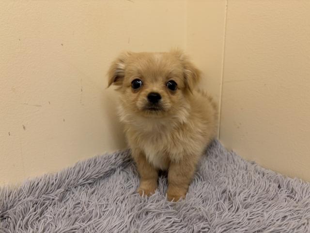 MIX(父ロングチワワ×母MIX(ロングチワワ×ミニチュアダックス))