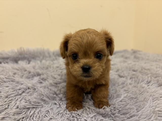 MIX(父ロングチワワ×母トイプードル)