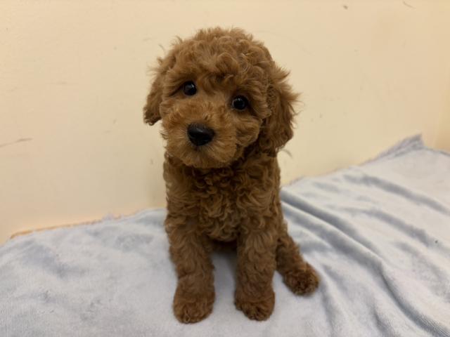 トイプードル