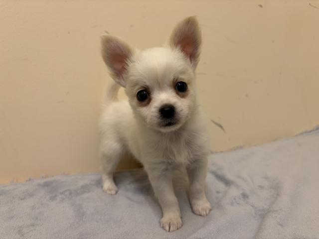 チワワ（ロングコート）