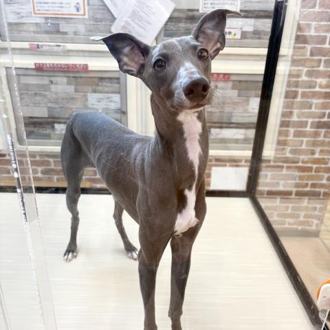 イタリアングレーハウンド