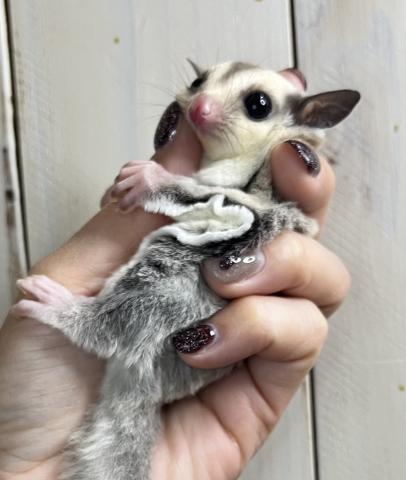 プラチナ(茶系)