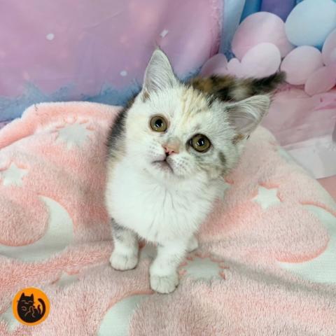 スコティッシュフォールド