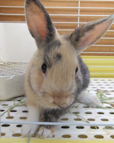 ミニウサギ