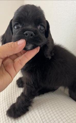 アメリカンコッカースパニエル