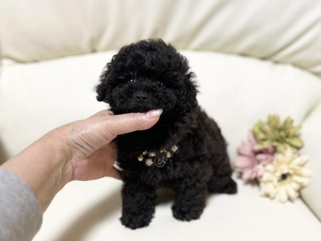 トイプードル