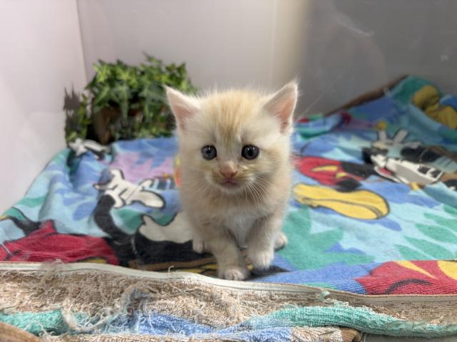 アメリカンショートヘアー