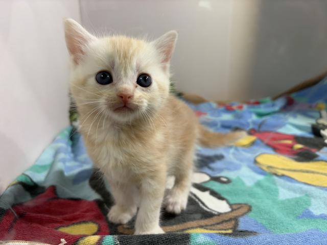 アメリカンショートヘアー