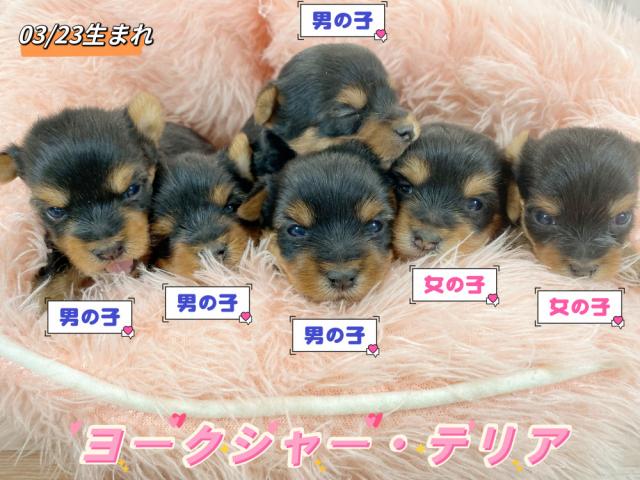 ヨークシャーテリア