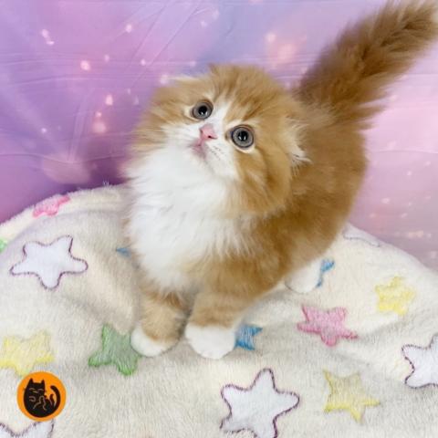 スコティッシュフォールド