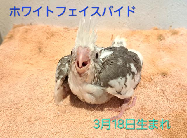 限定価格 オカメインコホワイトフェイスパイド