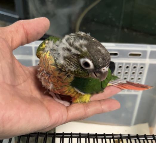 ウロコインコ　ワキコガネ