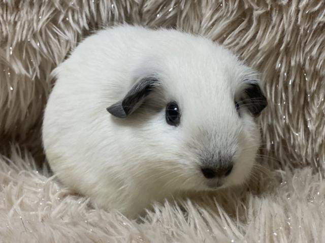 ロシアンスモークモルモット