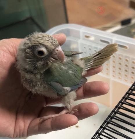 ウロコインコ　シナモン