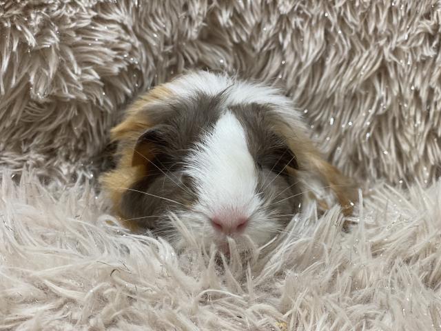 シェルティモルモット