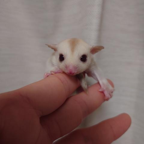 クリミノhetリューシorプラチナ(ストロベリノ血統)