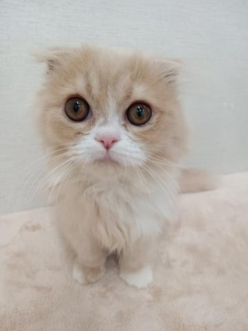 スコティッシュフォールド