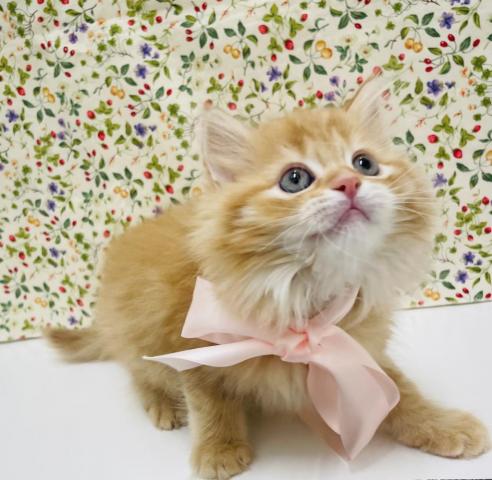 スコティッシュフォールド