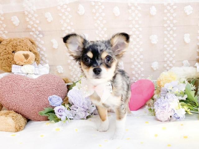 チワワ（ロングコート）