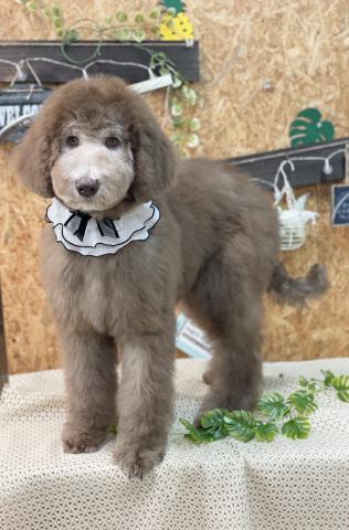 スタンダードプードル