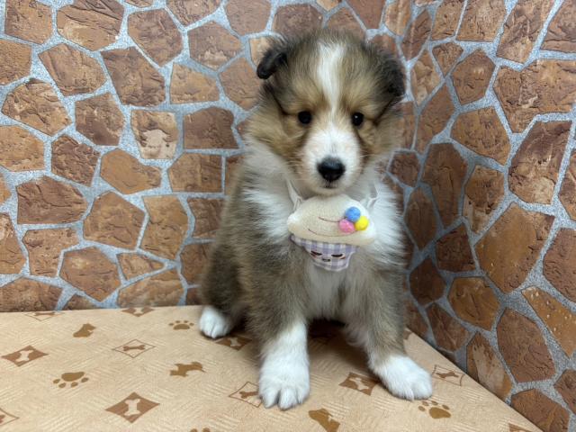 シェットランドシープドッグ