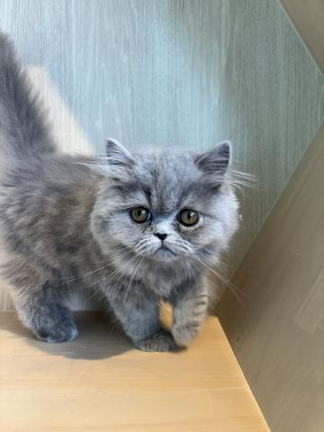 エキゾチックロングヘアー2875