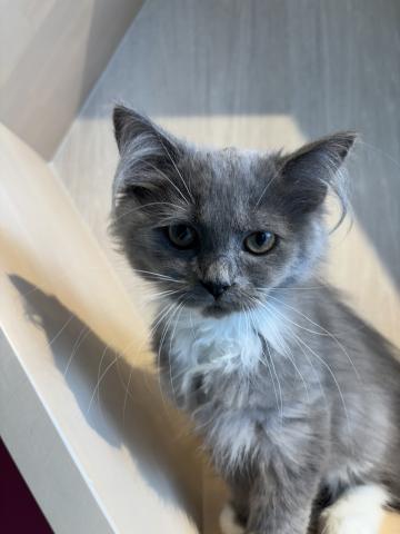 ラガマフィン8421