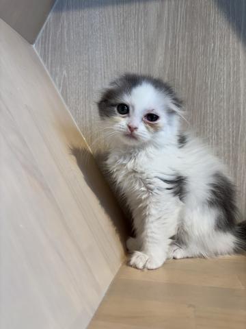 スコティッシュフォールド8224