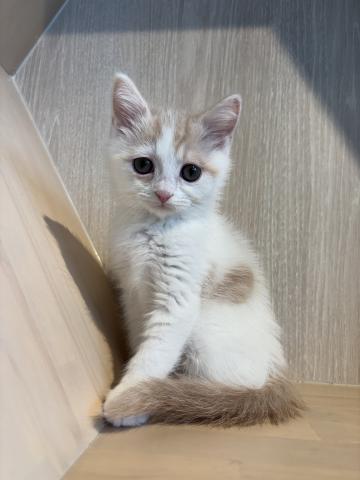 スコティッシュフォールド6971