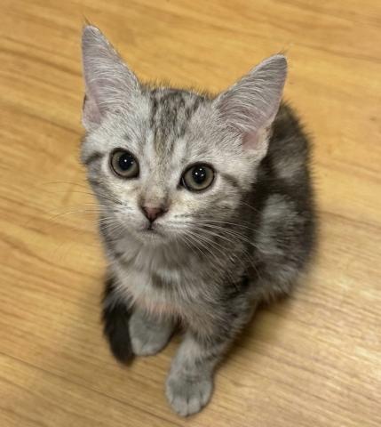 アメリカンショートヘアー