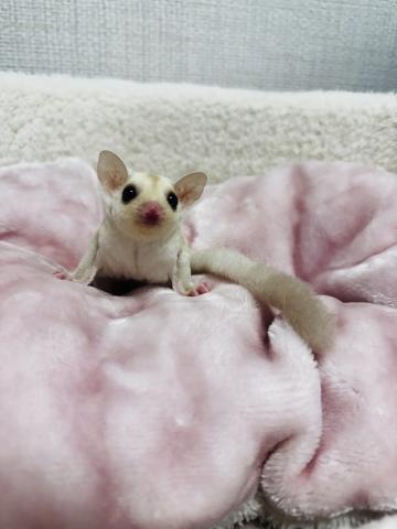 クリミノヘテロリューシ