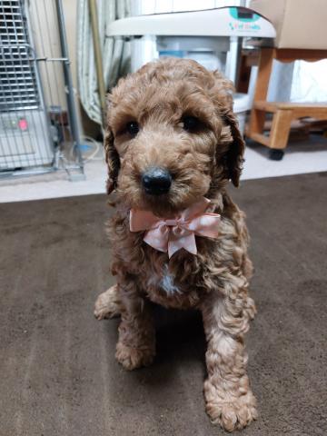 スタンダードプードル