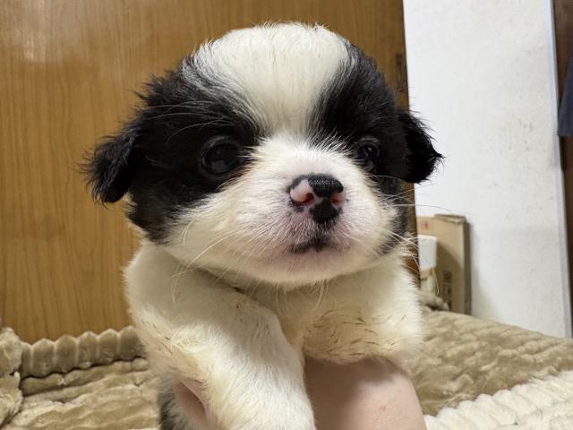 チワワ（ロングコート）