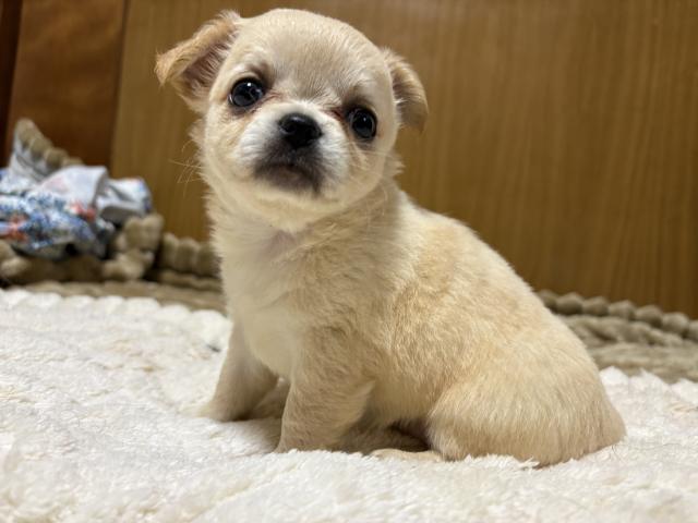 チワワ（ロングコート）