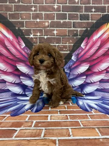 MIXトイプードル×キャバリア