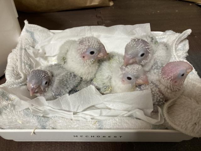 Urobirbs(ウロバーズ)