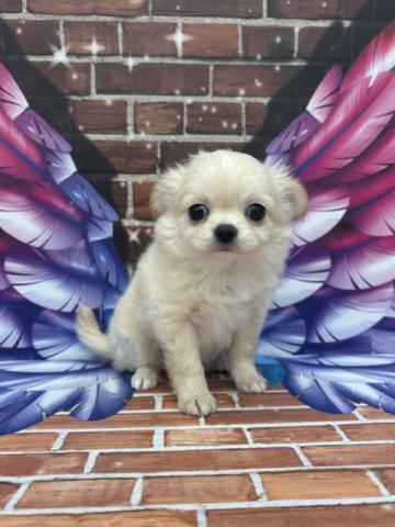 チワワ（ロングコート）