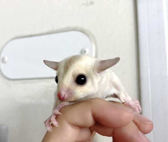 クリミノヘテロリューシ