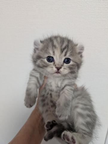 アメリカンカール