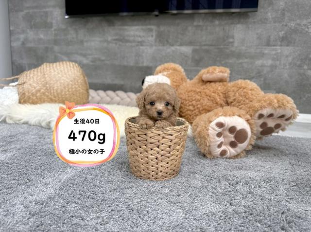 トイプードルTカップ（73）