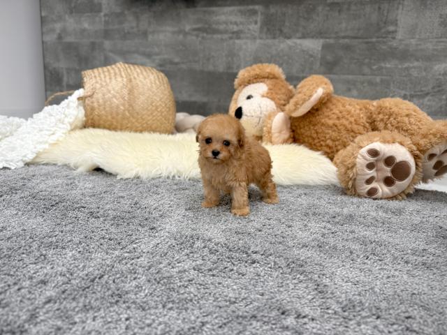 トイプードルTカップ（76）