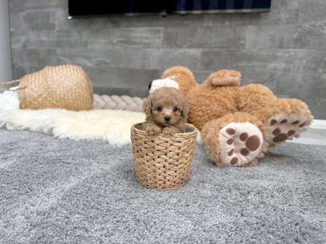 トイプードルTカップ（73）